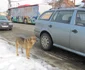 caine masina Alba Iulia