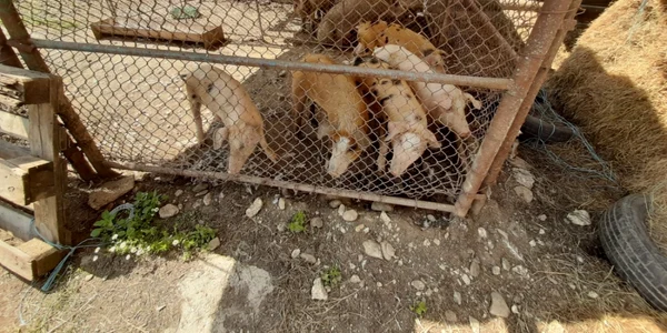 Un holbăşean şi-a tăiat porcul în casă FOTO Ioan Buciumar
