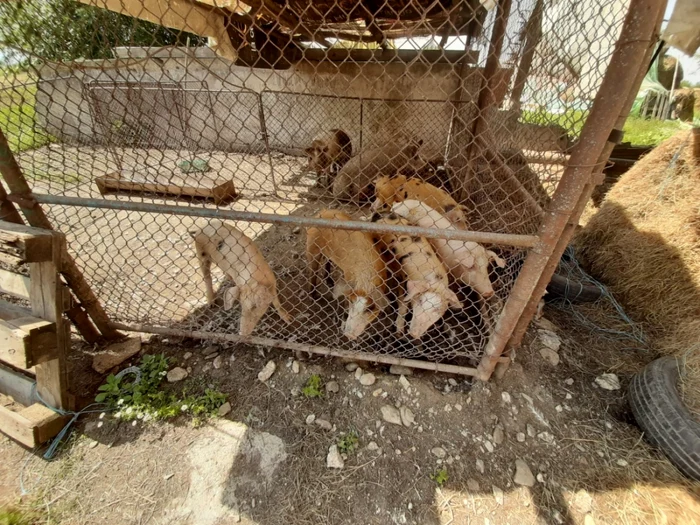 Un holbăşean şi-a tăiat porcul în casă FOTO Ioan Buciumar