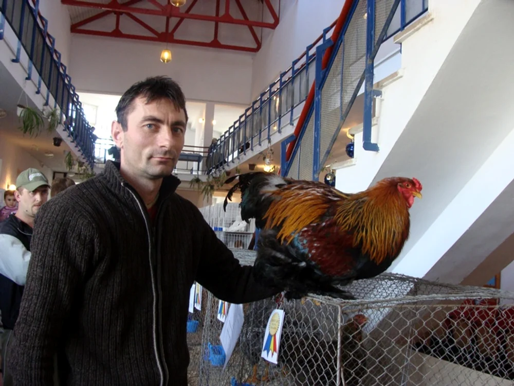 Adrian Hule este unul dintre crescătorii de găini din Bihor