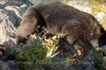 alpinist japonez atacat de urs foto captura video