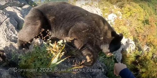 alpinist japonez atacat de urs foto captura video