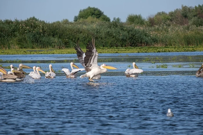 Delta Dunării. Foto Arhiva Adevărul