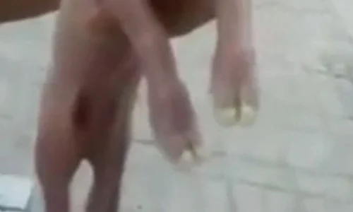 porc mutant jpeg