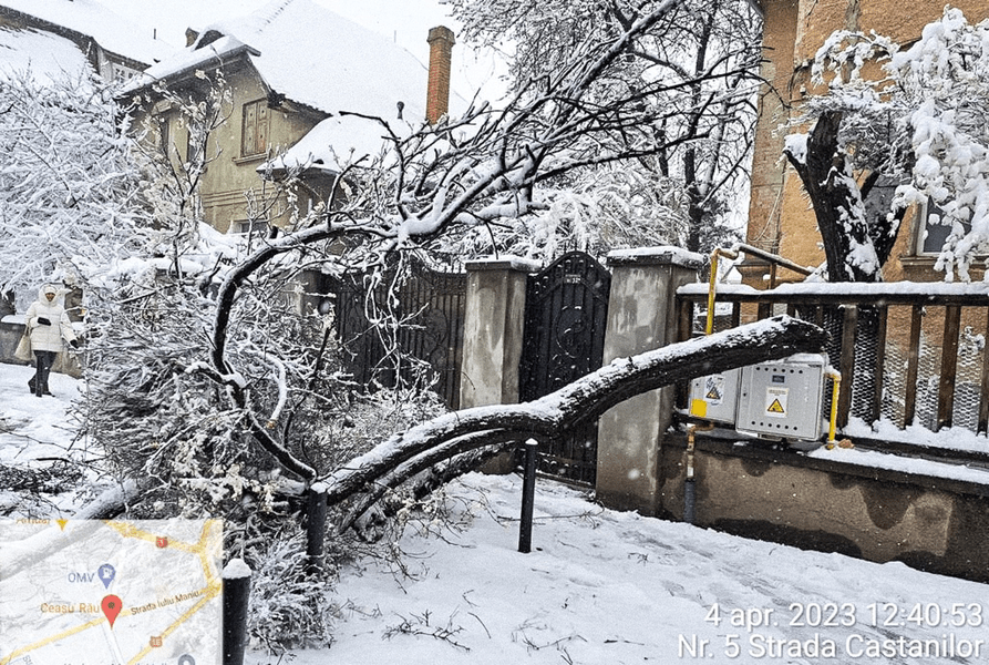 Zeci de arbori s-au prăbuşit sub greutatea zăpezii pe trotuare, reţelele electrice şi pe clădiri în Brașov FOTO
