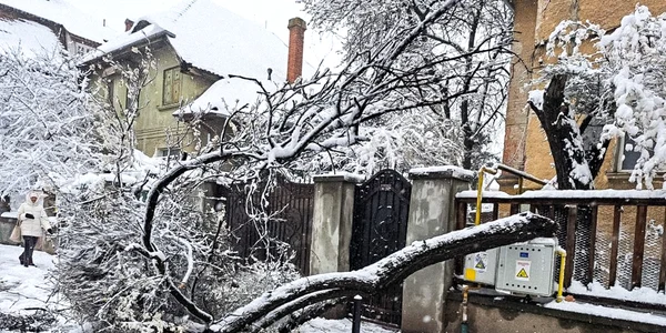 brasov zapada copaci cazuti foto primaria brasov jpg