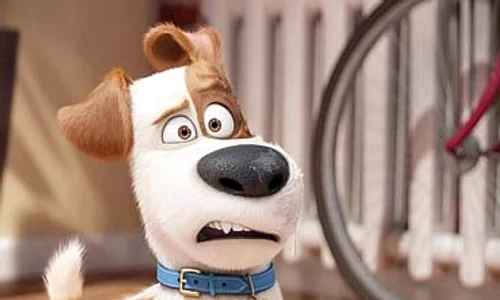 animale9 acasa 4 jpeg