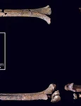 Oasele și dinții scheletului de Homo habilis (© Grine, F. E. et al., 2026.)