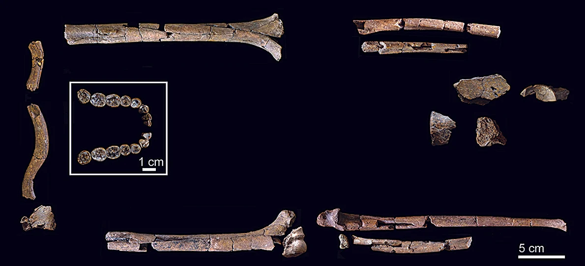 Oasele și dinții scheletului de Homo habilis (© Grine, F. E. et al., 2026.)