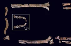 Oasele și dinții scheletului de Homo habilis (© Grine, F. E. et al., 2026.)