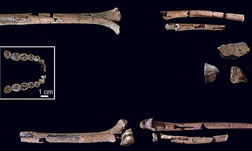 Oasele și dinții scheletului de Homo habilis (© Grine, F. E. et al., 2026.)