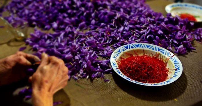 Obținerea unui gram de șofran e migăloasă. FOTO Guliver / Getty Image
