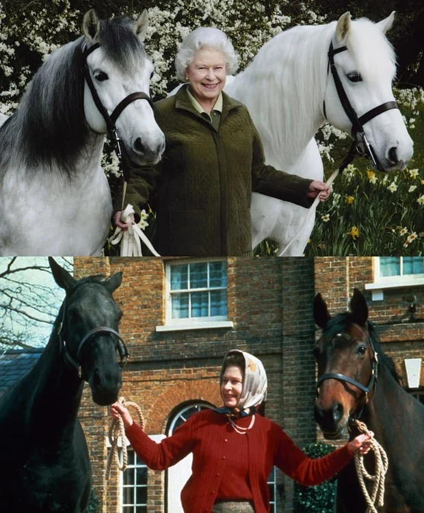 regina elisabeta jpg jpeg