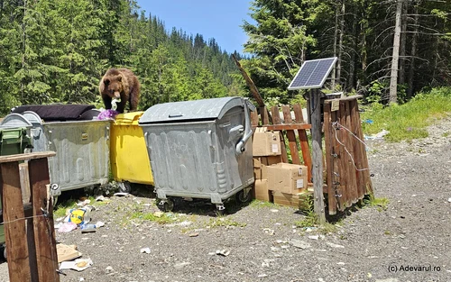Urs pe Transfăgărășan Foto Daniel Guță ADEVĂRUL (156) jpg