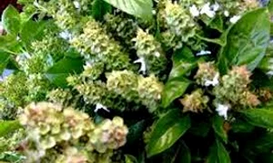 busuiocul images jpeg