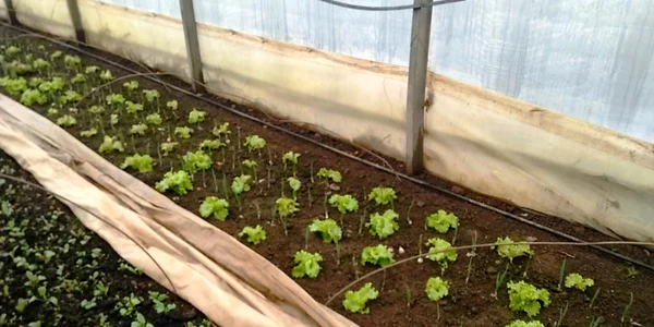 Legume în solarii