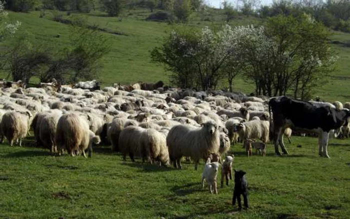 ferma oi pentru paste in mehedini FOTO Corina Macavei