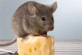 mouse on cheese shutterstock 391205890 jpg