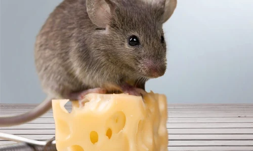 mouse on cheese shutterstock 391205890 jpg