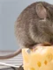 mouse on cheese shutterstock 391205890 jpg