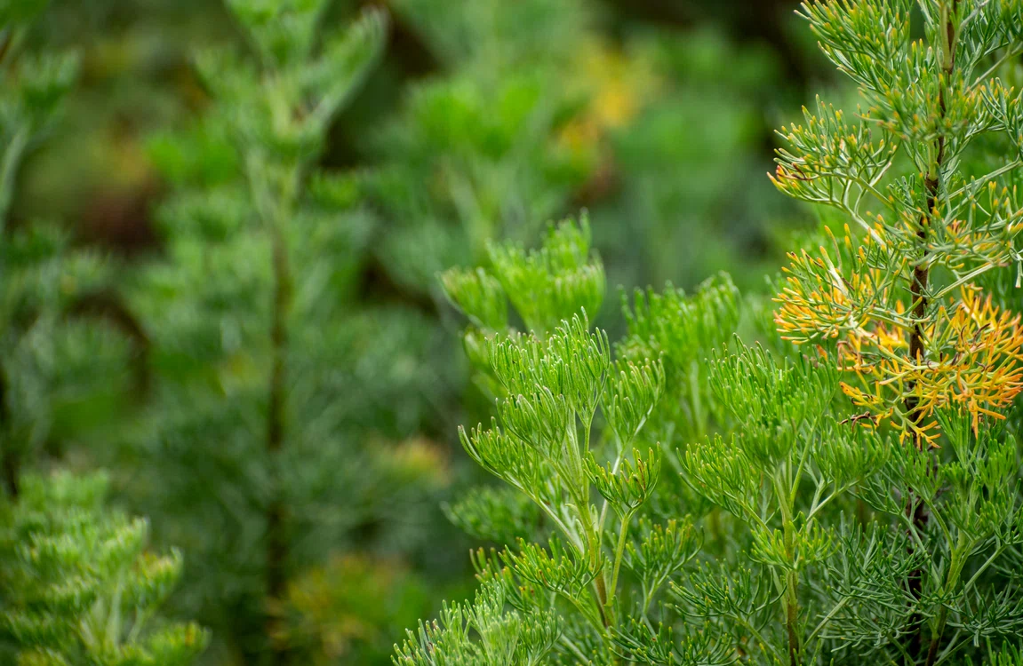 Pentru uz medicinal se folosesc frunzele plantei lemnul Domnului, dar și ramurile sale tinerefoto: Shutterstock
