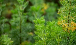 lemnul domnului jpeg