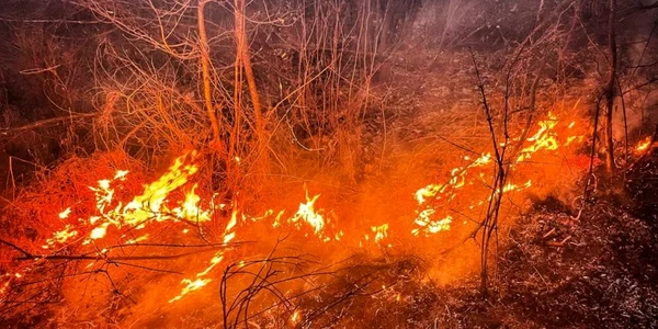 iepure salvat din incendiu