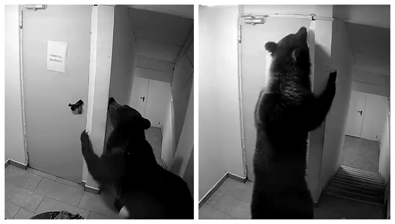 Un urs a pătruns într-un hotel din Brașov / FOTO: Colaj captură video 