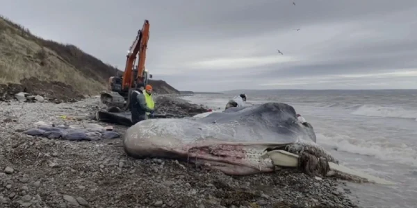 Caşalot găsit mort în largul insulei Cape Breton. Foto: Captură video YouTube