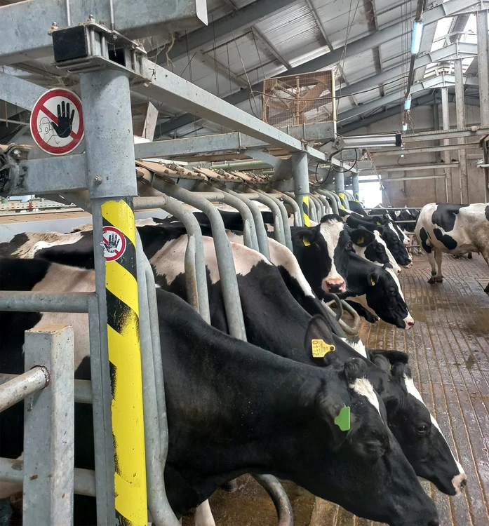La fermă sunt 850 de vaci rasa Holstein
