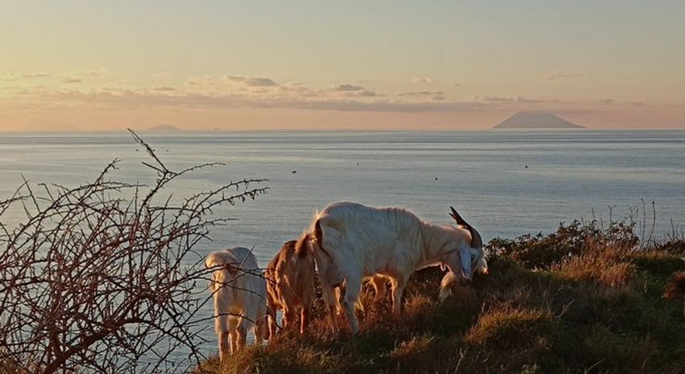 O insula italiană, terorizată de capre sălbatice. „Au produs mai multe pagube în trei ani decât a făcut vulcanul în secole”