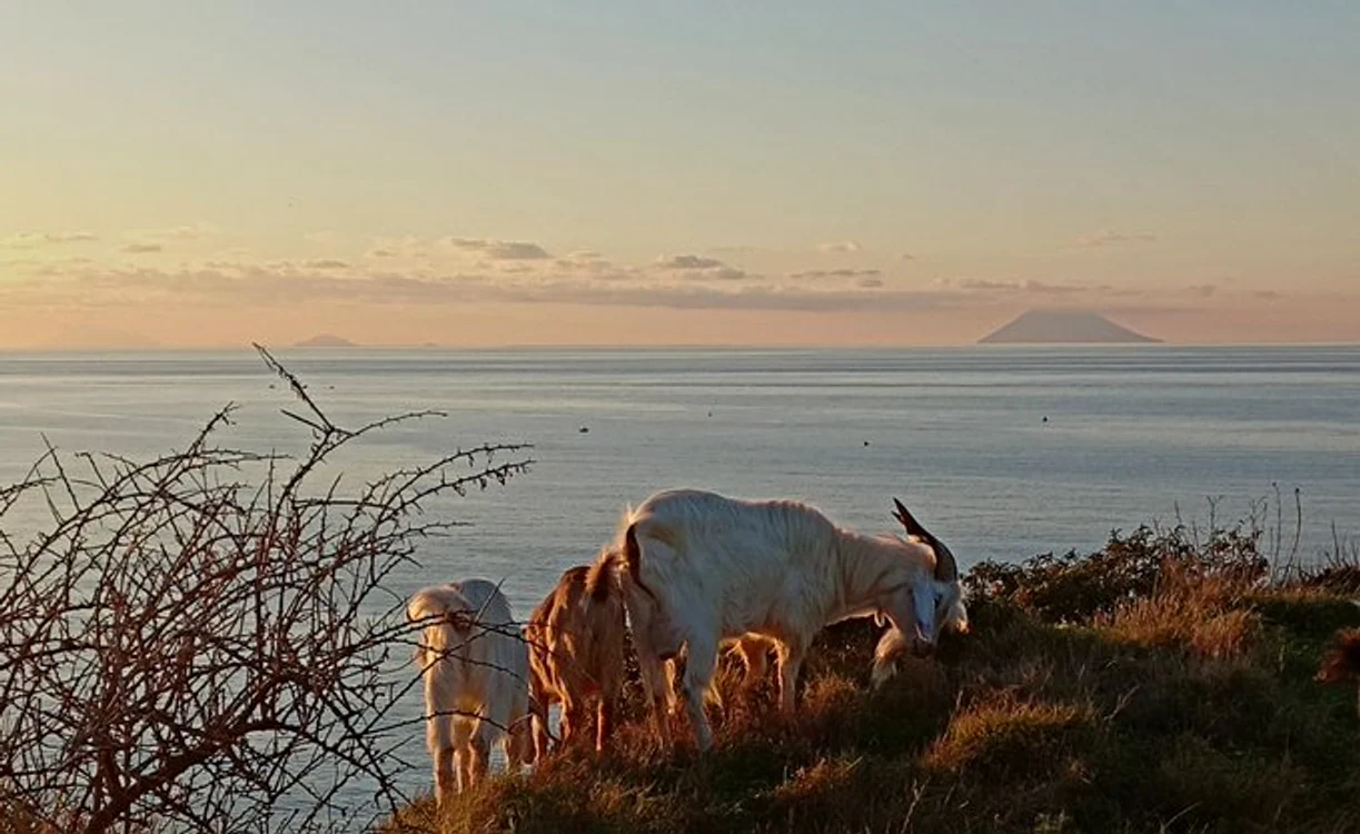Insula italiană Stromboli, terorizată de capre sălbatice FOTO: X