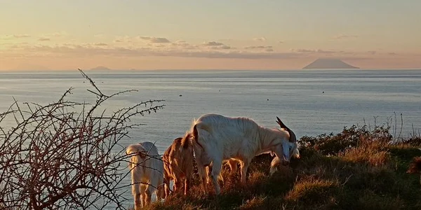 insula Stromboli capre foto x jpeg