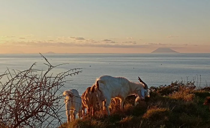Insula italiană Stromboli, terorizată de capre sălbatice FOTO: X