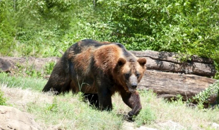 Ursul agresiv a ajuns pe ulițele satului Nemertea. SURSA Arhivă