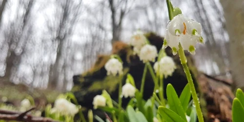 platoul vartoapelor foto remus suciu