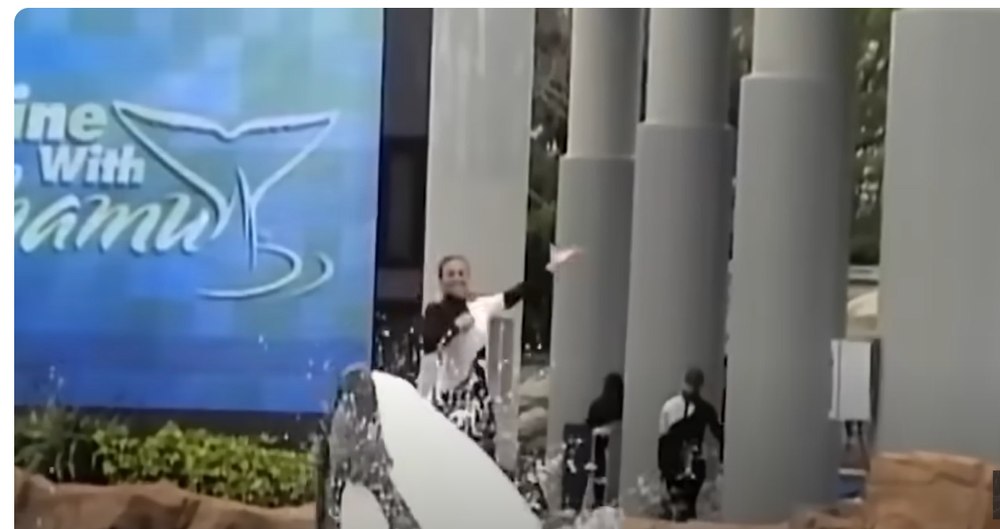 Drama dresoarei ucise de o orcă „psihotică”. I-a rupt coloana vertebrală și i-a smuls scalpul VIDEO