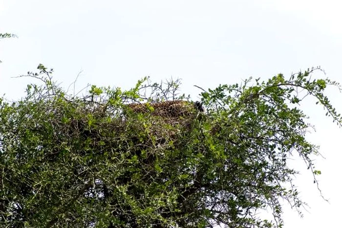 Leopardul s-a cocoțat în vârful copacului