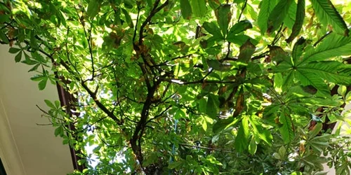 Copacul din curtea Casei Artelor FOTO Andrei Condoroş