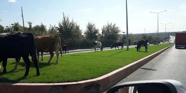 Vaci păscând gazonul pe un bulevard din Galaţi FOTO Facebook