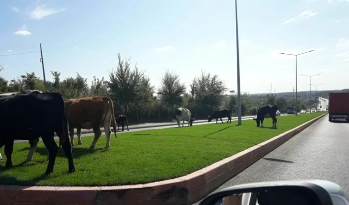 Vaci păscând gazonul pe un bulevard din Galaţi FOTO Facebook