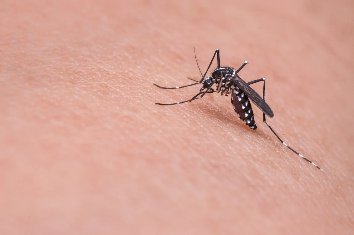 
    Remediile de casă combat efectele înțepăturilor de insectefoto: Pixabay  