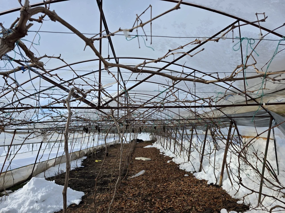 Vița de vie plantată în solar ar putea avea de suferit. Sursa FOTO: Claudiu Breazu