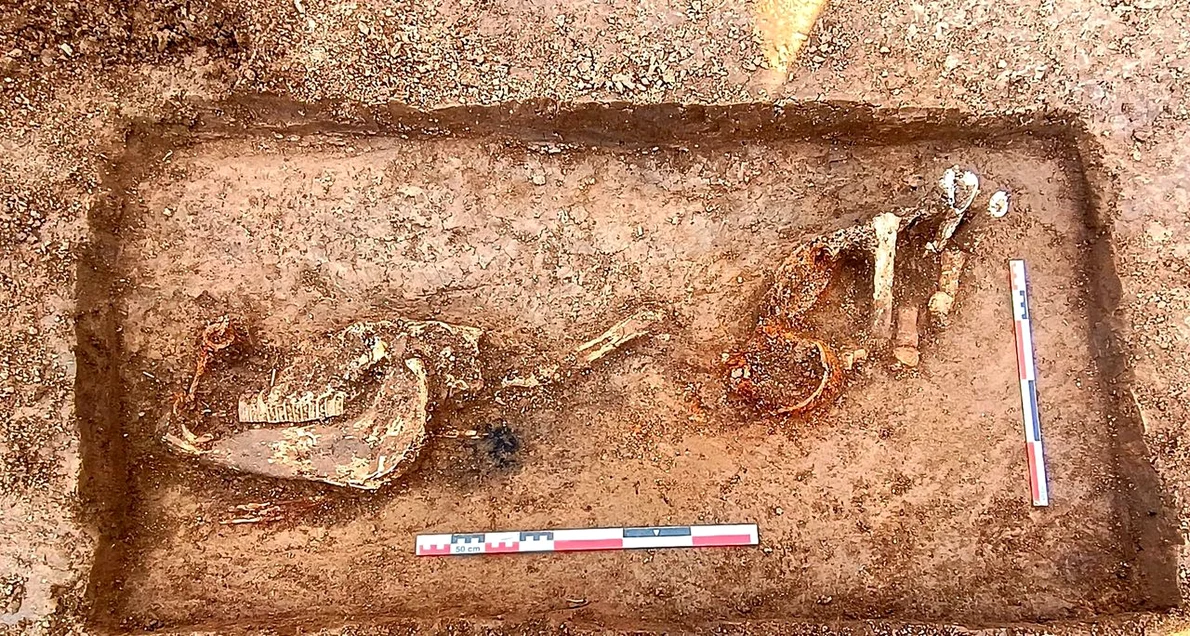O înmormântare simbolică a unui cal, descoperită pe traseul viitoarei autostrăzi A8 (© Facebook / Vasile Diaconu - archaeologist)