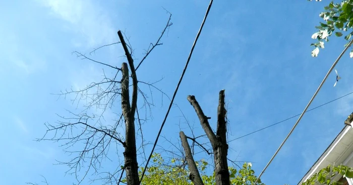 Teii ciuntiti la Galaţi au început să se usuce. Foto: Costel Crângan