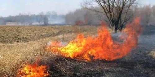 Animale sălbatice ucise de flăcări în judeţul Galaţi FOTO Emil Dragomir