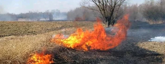 Animale sălbatice ucise de flăcări în judeţul Galaţi FOTO Emil Dragomir