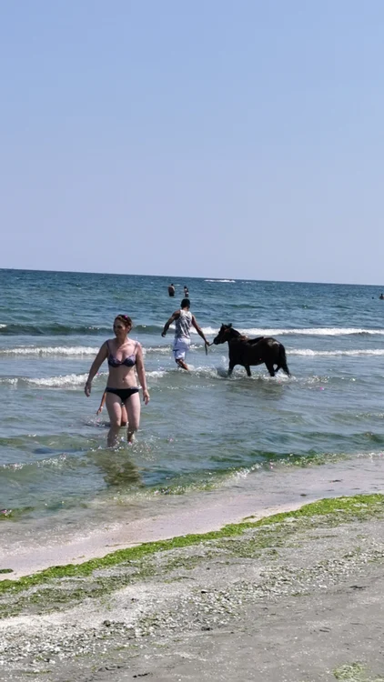 De bucurie că se pot bălăci în apa caldă, turiștii au privit cu nepăsare la oamenii care își spălau animalele lângă ei