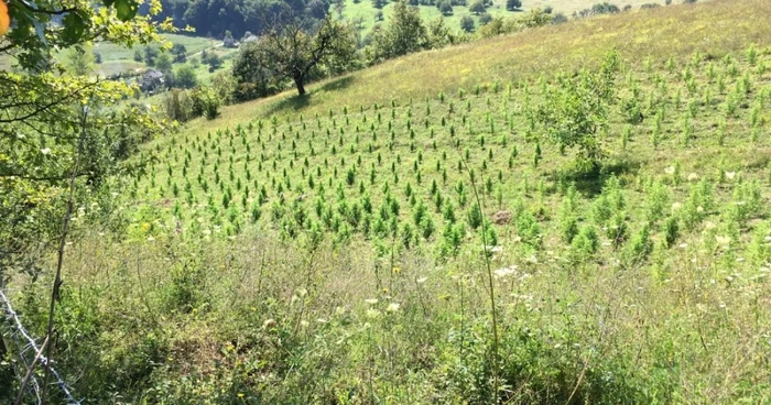 Cultura de cannabis era cultivată în câmp deschis. FOTO: Poliţia Cluj