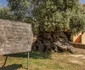 Măslinul Vouves din Creta Grecia Foto Daciana Stoica
